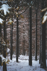 Fototapeta premium forest in winter