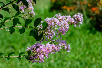 Close up of small vivid pink flowers of Lagerstroemia plant, commonly known as crape myrtle on tree branches in a sunny summer day in Scotland, beautiful outdoor floral background