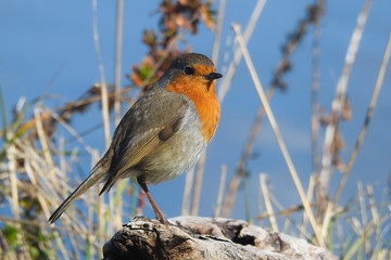 pettirosso (Erithacus rubecola),ritratto su tronco e sfondo cielo blu