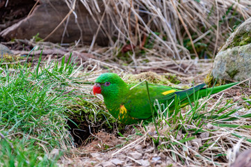 Closeup of Rainbow lorikeet