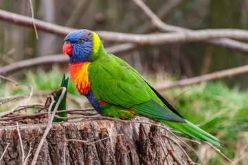 Closeup of Rainbow lorikeet