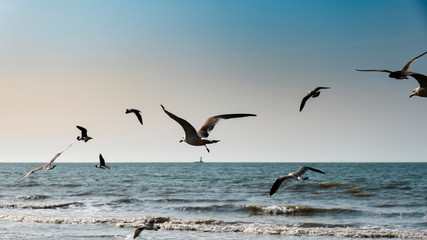 Fototapeta na wymiar Background with many seagulls flying vigorously in a landscape with blue sky and sea of clouds