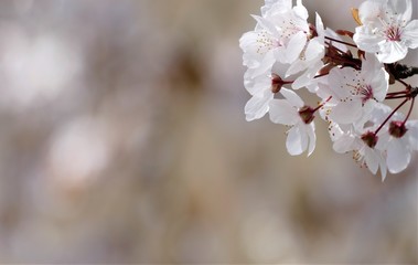 Cherry blossom spring background