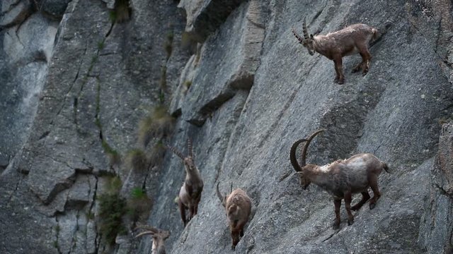 Herd of male Alpine ibexes (Capra ibex) foraging in steep mountain rock face in the Alps in spring