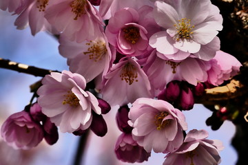 Fototapeta na wymiar Blüte der Zierkirsche Makro Impressiv