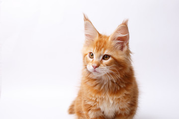 Fototapeta na wymiar red Maine Coon kitten isolated on a white background