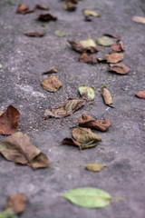 autumn leaves on the ground