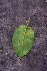 green leaf on the ground