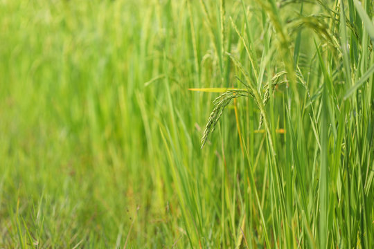 Rice paddy field under sunlight