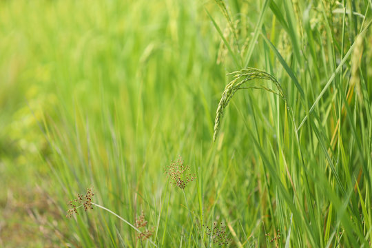 Rice paddy field under sunlight