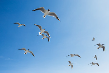 Many hungry seagulls flying in sunny clear blue sky overhead.