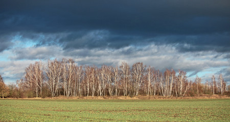 Birken Bäume Wald vor stürmischen dunklen  Hintergrund Regenwolken