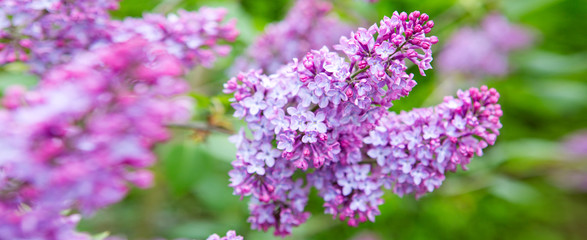 Branch with spring lilac flowers. Nature background.