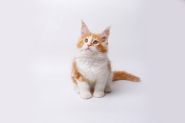 red Maine Coon kitten isolated on a white background
