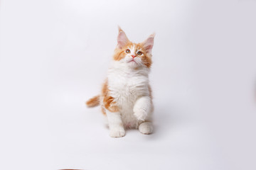 red Maine Coon kitten isolated on a white background