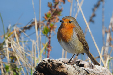 pettirosso (Erithacus rubecola),ritratto silhouette su ramo,sfondo cielo blu