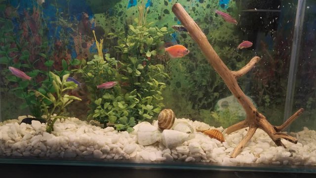 fish and plants in the aquarium