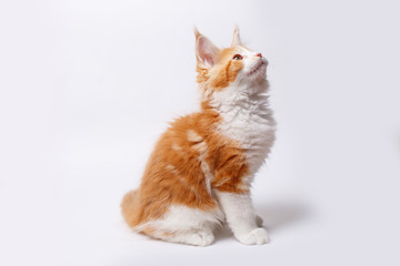 red cat kitten isolated on a white background	