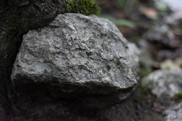 rock in the forest