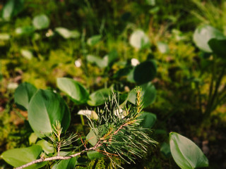 branch of a coniferous plant/pine close-up on the background of greenery, water lilies, green leaves in the forest