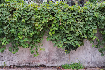 ivy on the wall