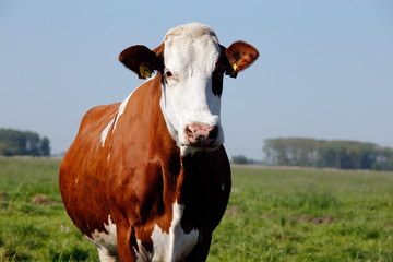 Beef, Cow, Milk cow, Pasture, Schwegen, Lower Saxony, Germany, Europe