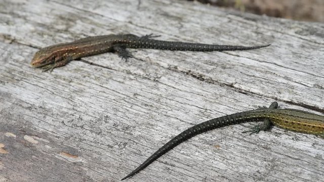 Viviparous lizard / Common lizard (Zootoca vivipara / Lacerta vivipara), two juveniles sunning on log