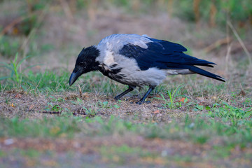 Nebelkrähe bei der Futtersuche	