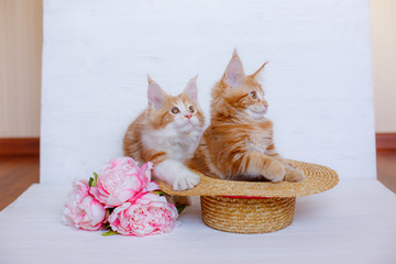Fototapeta na wymiar 2 red Maine Coon kittens sit on a white wooden background