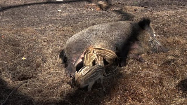 Frischlinge und Bache, viele kleine junge Wildschweine im Stroh