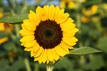 Fototapeta premium sunflower in the garden