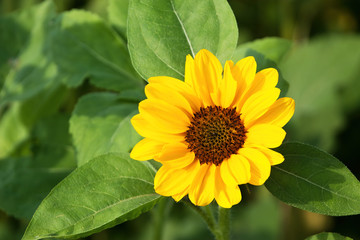 bee on a sunflower