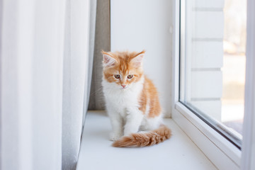 red kitten Maine Coon sitting on the window of the house