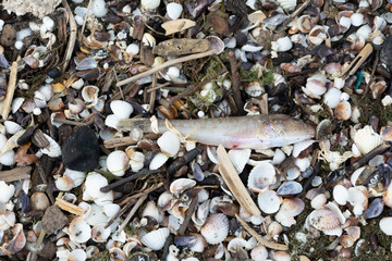 dead fish on the beach