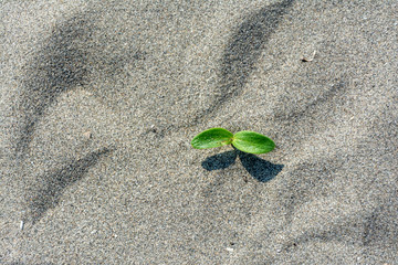 green leaf on the sand