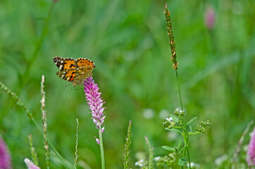 Monarch butterfly on pink flower