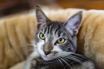 Portrait of cat, Auvergne, France.