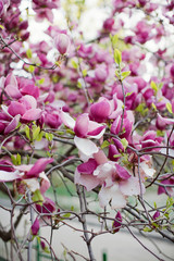 Blossom magnolia tree with pink and white flowers