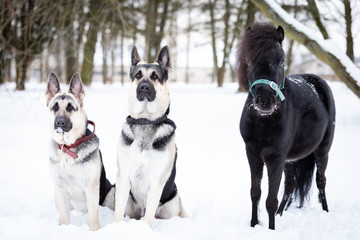 Black pony with dogs walks outdoor at winter