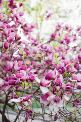 Blossom magnolia tree with pink and white flowers