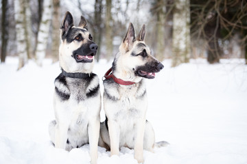 Two shepards walks outdoor at winter day