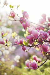 Blossom magnolia tree with pink and white flowers