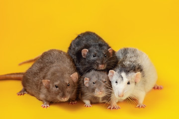 portrait of cute four male pet rats on yellow background