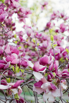 Blossom magnolia tree with pink and white flowers