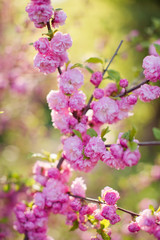 Fototapeta premium Blossom branches of a pink sacura.