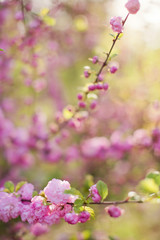 Obraz premium Blossom branches of a pink sacura.