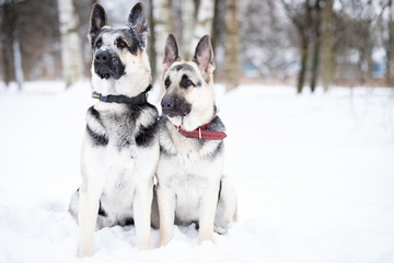 Two shepards walks outdoor at winter day
