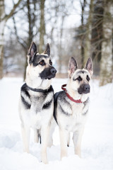 Two shepards walks outdoor at winter day