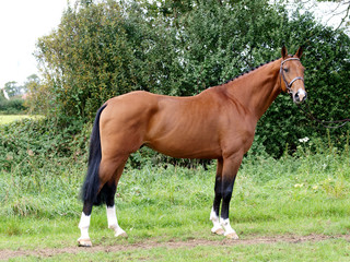 Obraz premium Stunning Bay Stallion