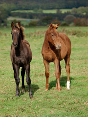 Two Foals